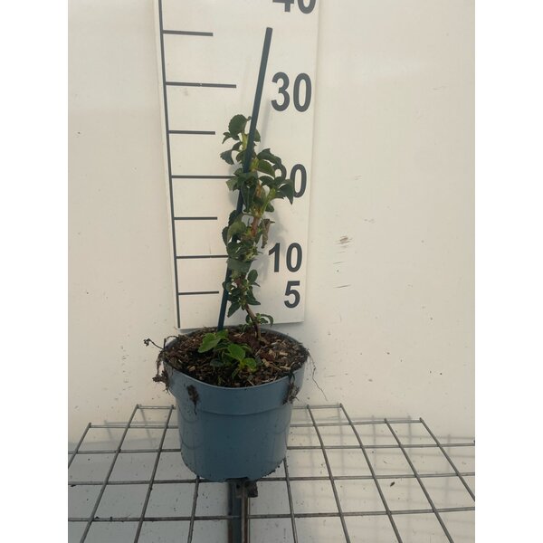 Hydrangea anomala petiolaris - 2,0L 20+