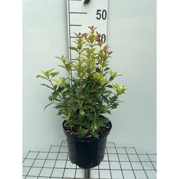 Osmanthus heter. 'Goshiki' - 5,0L 40+