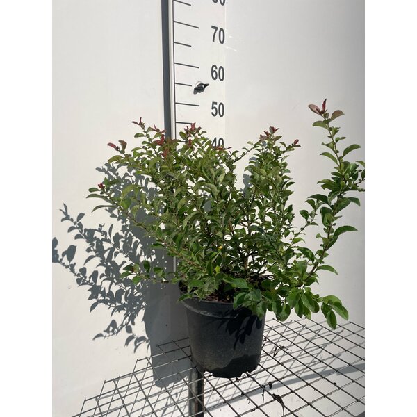 Chaenomeles sup. 'Pink Lady' - 7,5L