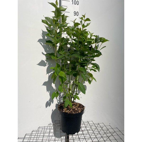 Cornus alba - 7,5L