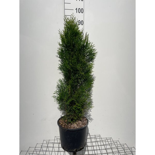 Thuja occ. 'Smaragd' - 10L