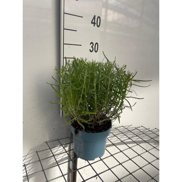 Lavandula ang. 'Munstead' - 2,0L