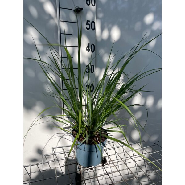 Pennisetum al. 'Redhead' - 2,0L