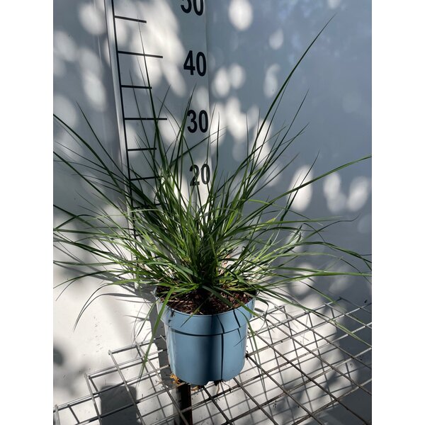 Pennisetum alopecuroides - 2,0L