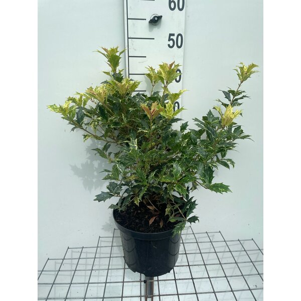 Osmanthus heter. 'Goshiki' - 5,0L