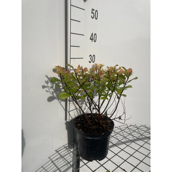 Spiraea betulifolia 'Tor Gold' - 3,0L 20+