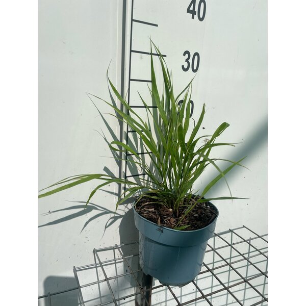Hakonechloa macra - 2,0L
