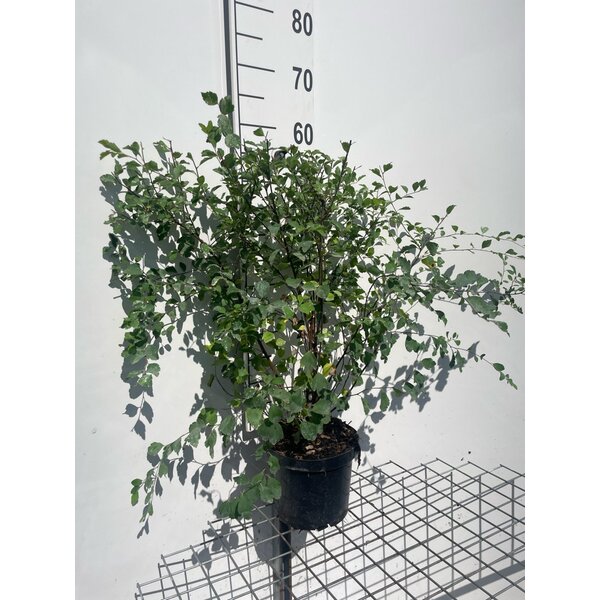 Spiraea vanhouttei - 3,0L