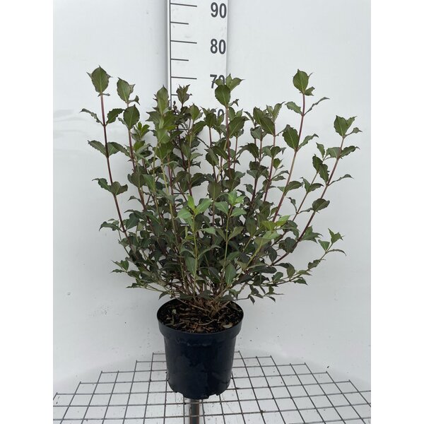 Weigela florida 'Foliis Purpureis' - 7,5L