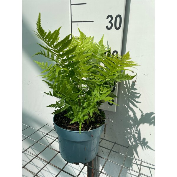 Matteuccia struthiopteris - 2,0L