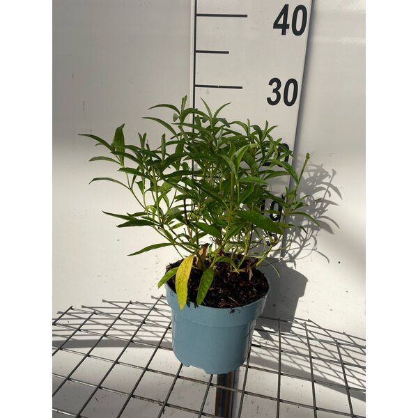 Cistus purpureus 'Alan Fradd' - 2,0L