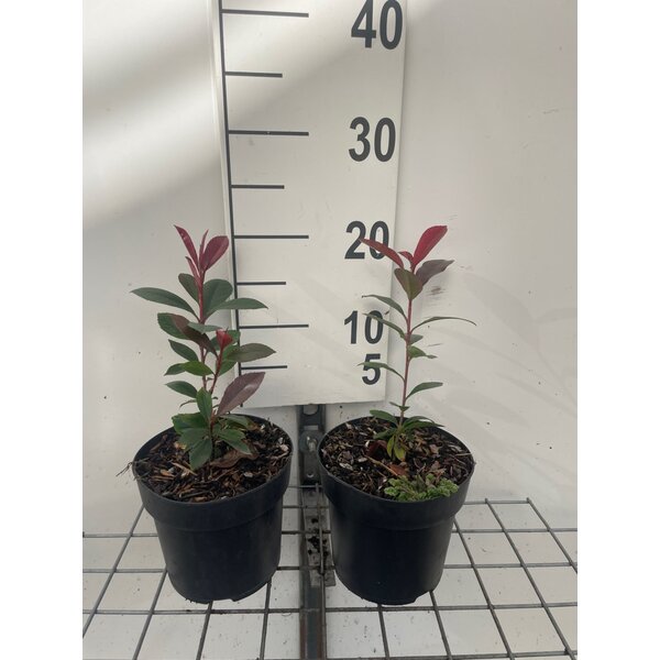 Photinia fraseri 'Robusta Compacta' carre rouge - 1,3L