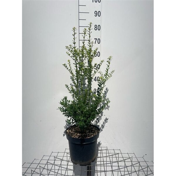 Ilex maximowicziana kanehirae - 7,5L 60+