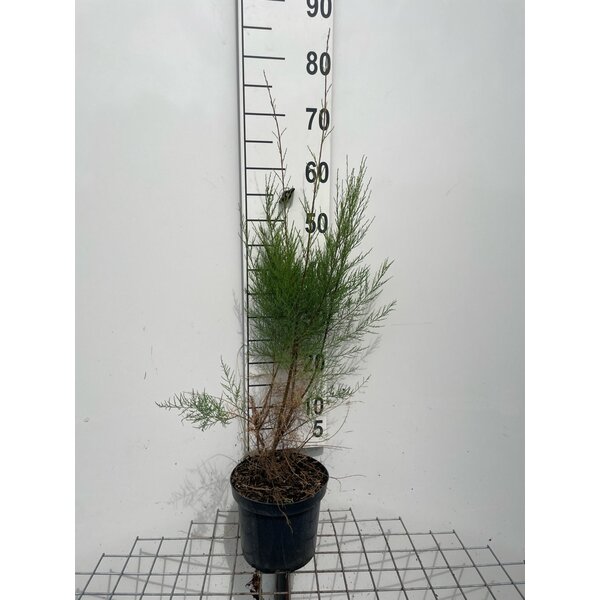 Tamarix tetrandra - 3,0L 60+