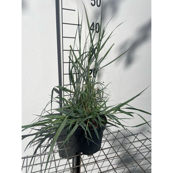 Panicum virgatum 'Prairie Sky' - 2,0L