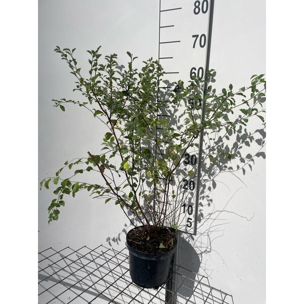 Spiraea vanhouttei - 3,0L 60+