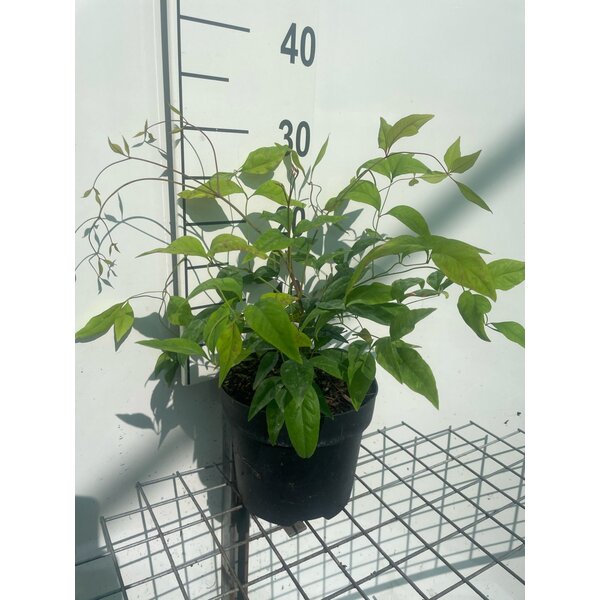 Nandina d. 'Firepower' - 3,0L