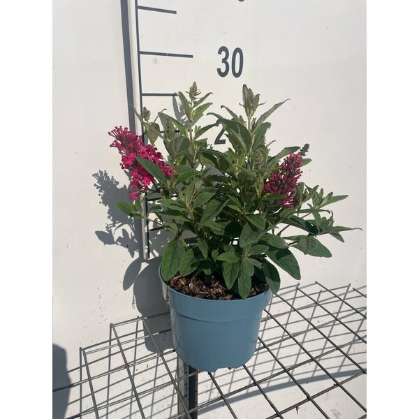 Buddleja d. Butt. Candy Little Ruby - 2,0L