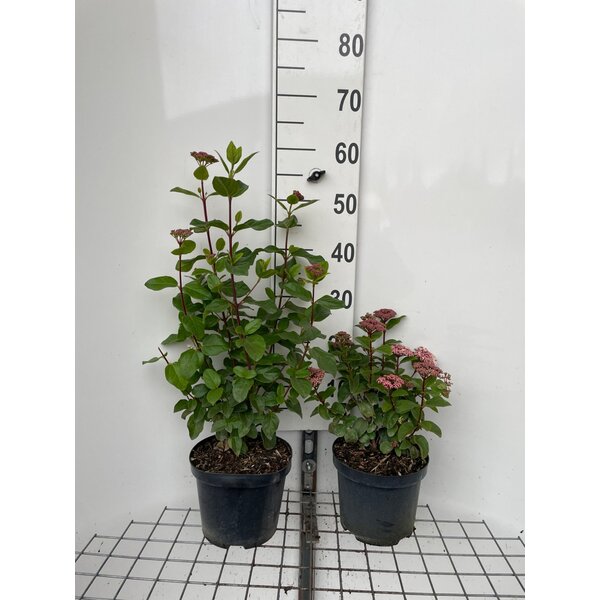 Viburnum tinus Lisarose - 3,0L 40+