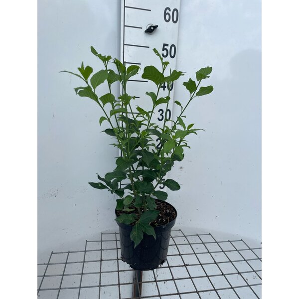 Euonymus europaeus - 3,0L