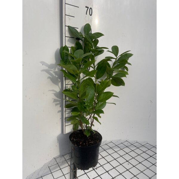 Prunus l. 'Rotundifolia' - 3,0L 60+