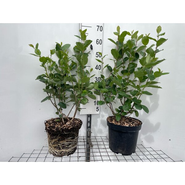 Aronia prunifolia 'Viking' - 7,5L