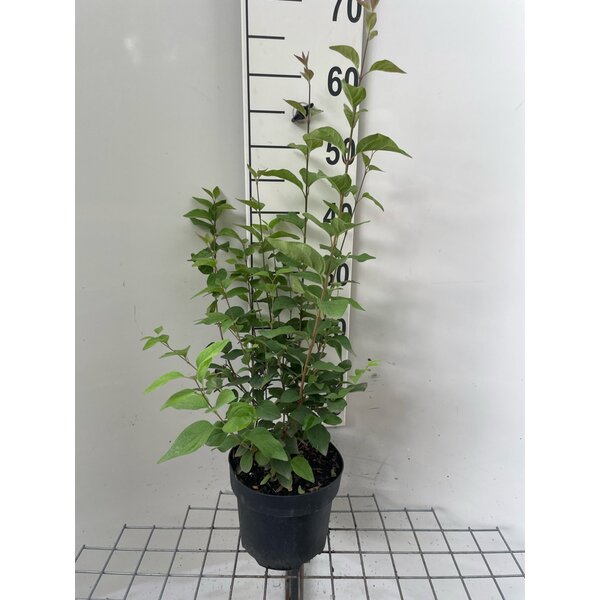Syringa microphylla 'Superba' - 3,0L