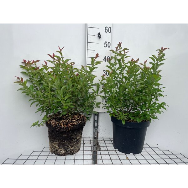 Chaenomeles sup. 'Pink Lady' - 7,5L