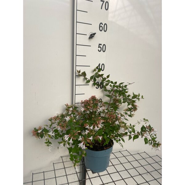 Abelia grandiflora - 2,0L