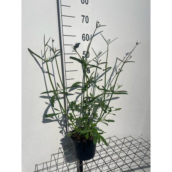 Verbena bonariensis - 2,0L