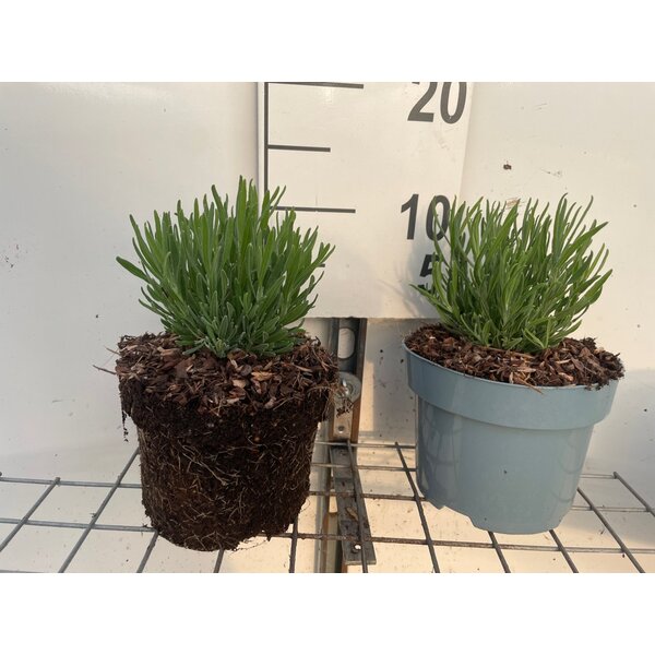 Lavandula ang. 'Dwarf Blue' - 2,0L