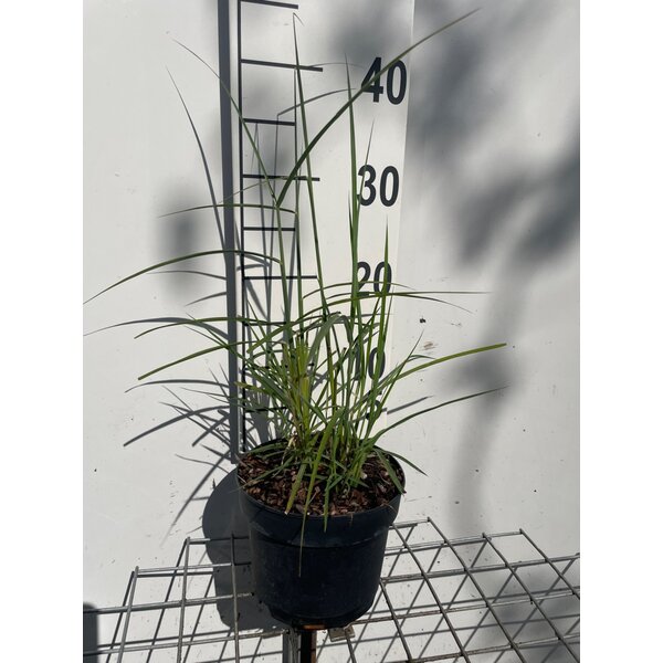Miscanthus sin. 'Ferner Osten' - 2,0L