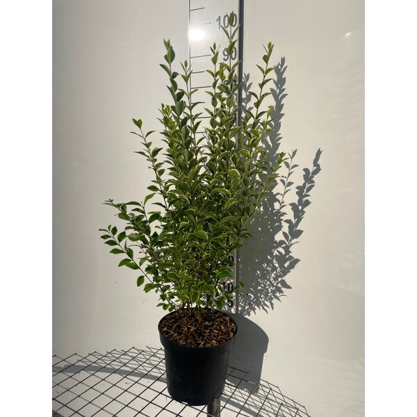 Ligustrum oval. 'Aureum' - 7,5L