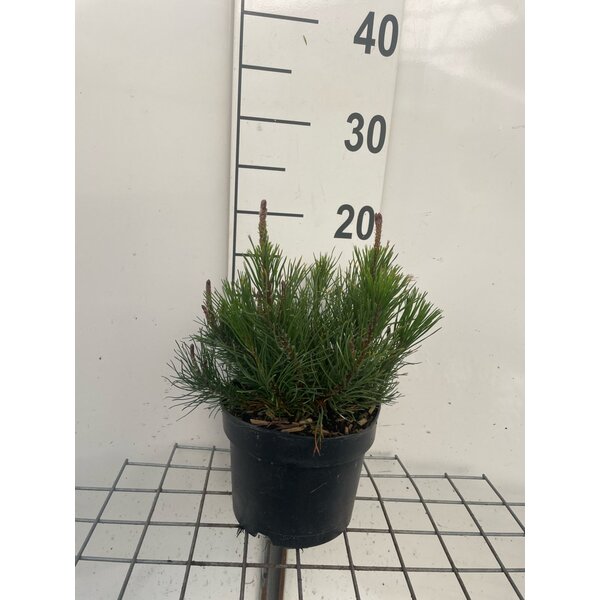 Pinus mugo pumilio - 2,0L