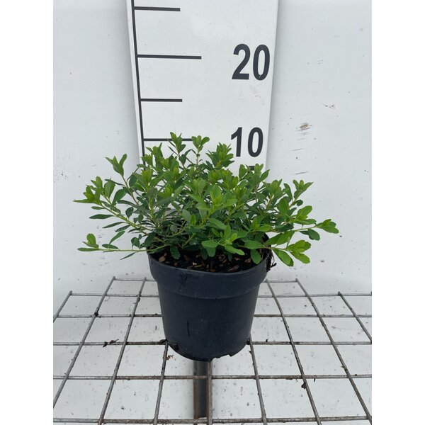 Spiraea nipp. 'Snowmound' - 1,3L