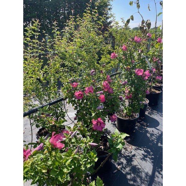 Hibiscus syr. 'Woodbridge' - 20L 60+
