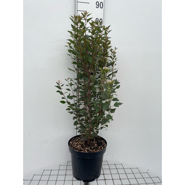 Physocarpus opulif. Little Joker - 7,5L