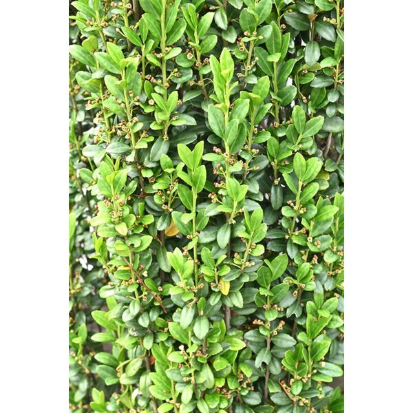 Ilex crenata 'Fastigiata' - 7,5L 50+