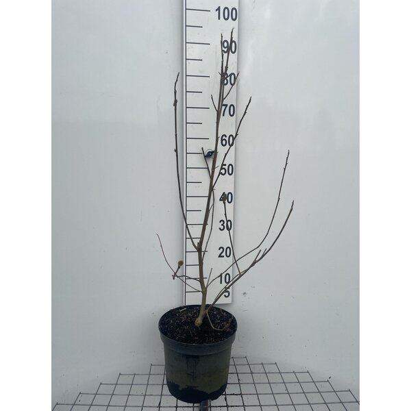 Magnolia 'Genie' - 7,5L 80+