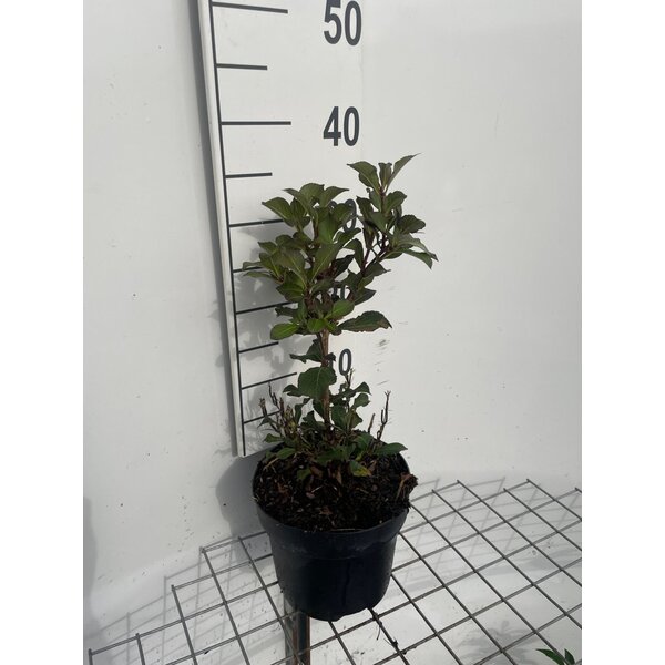Weigela florida 'Foliis Purpureis' - 3,0L 20+