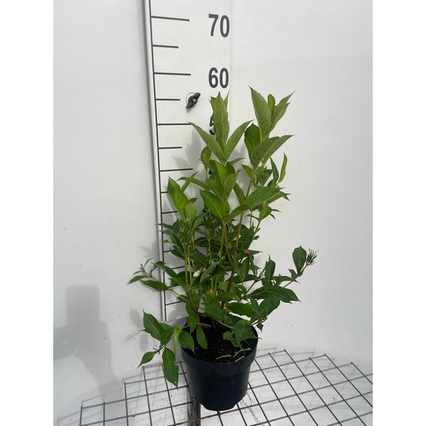 Weigela 'Candida' - 3,0L 50+