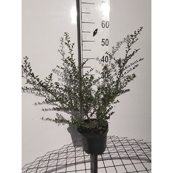 Ilex crenata 'Convexa' - 3,0L 50+