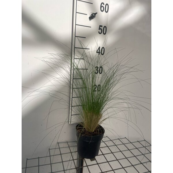 Stipa tenuissima 'Ponytails' - 1,3L