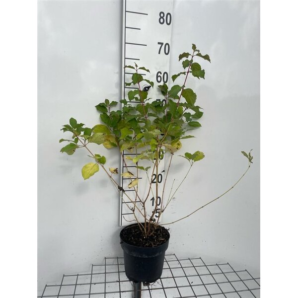 Cornus sang. 'Midwinter Fire' - 3,0L 50+