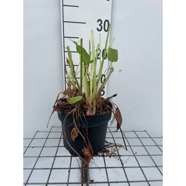 Persicaria a. 'Speciosa' - 3,0L