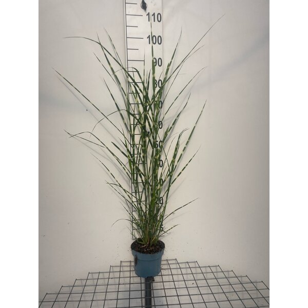 Miscanthus sin. 'Strictus' - 2,0L