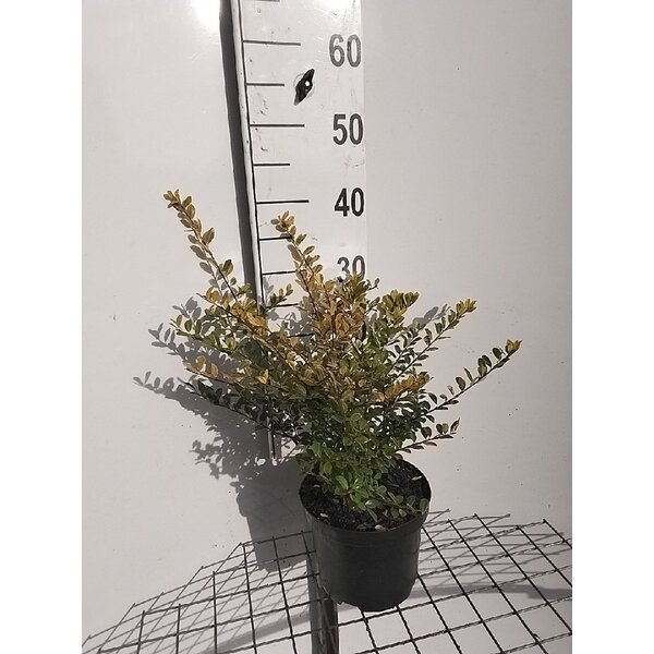 Ilex crenata 'Golden Gem' - 3,0L 30+