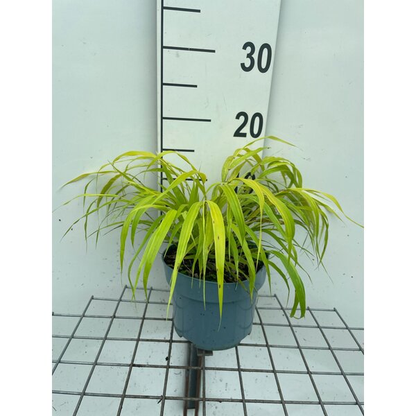 Hakonechloa macra 'All Gold' - 2,0L