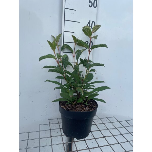 Viburnum bodn. 'Dawn' - 3,0L