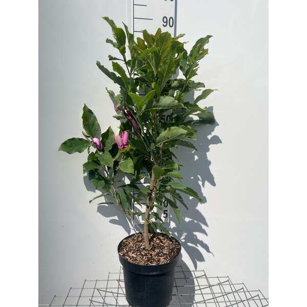 Magnolia 'Susan' - 7,5L 80+